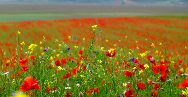 the great flower-show of Castelluccio