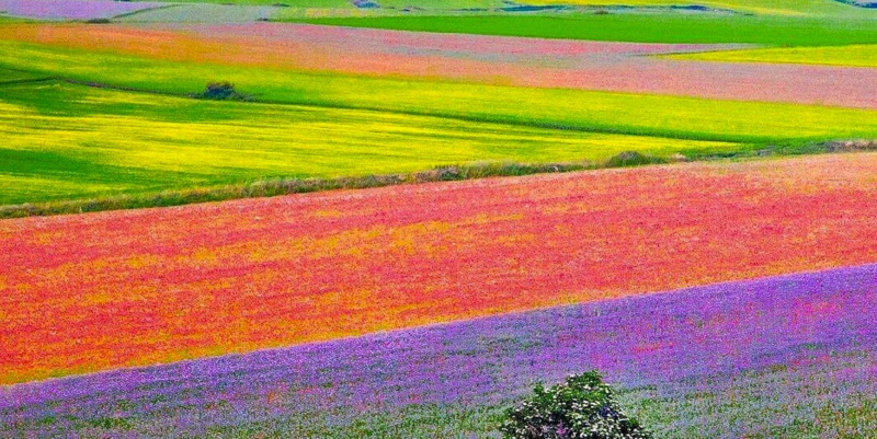 the great flower-show of Castelluccio